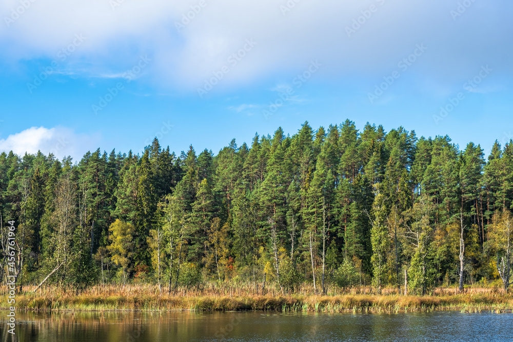 Coniferous forest by a bog lake in autumn
