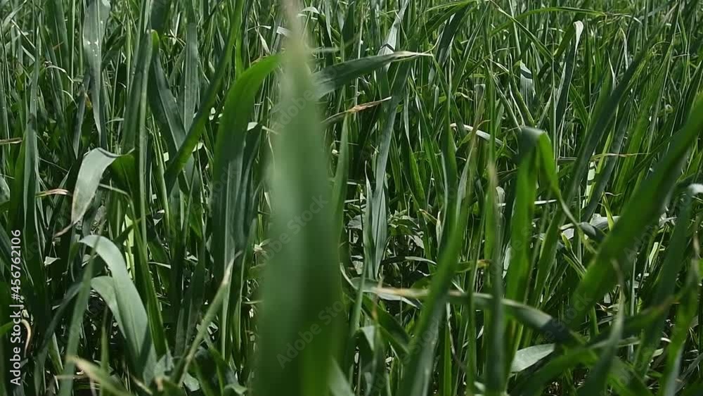 Young corn plants are swaying in the wind in the field on a sunny summer day Young corn plants are swaying in the wind in the field on a sunny summer day