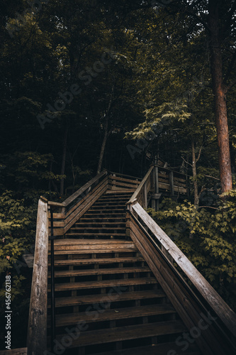 Fototapeta Naklejka Na Ścianę i Meble -  stairs into jungle