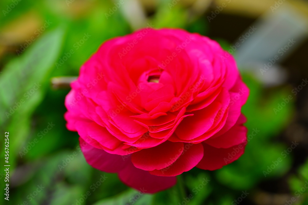 Pink ranunculus flower in bloom in the spring Pink ranunculus flower in bloom in the spring