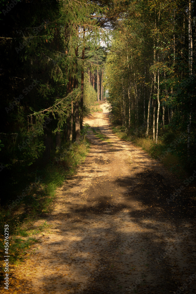 Naklejka premium Droga leśna