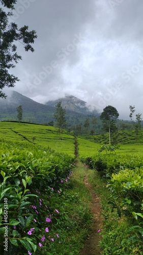 landscape tea plantation with clouds