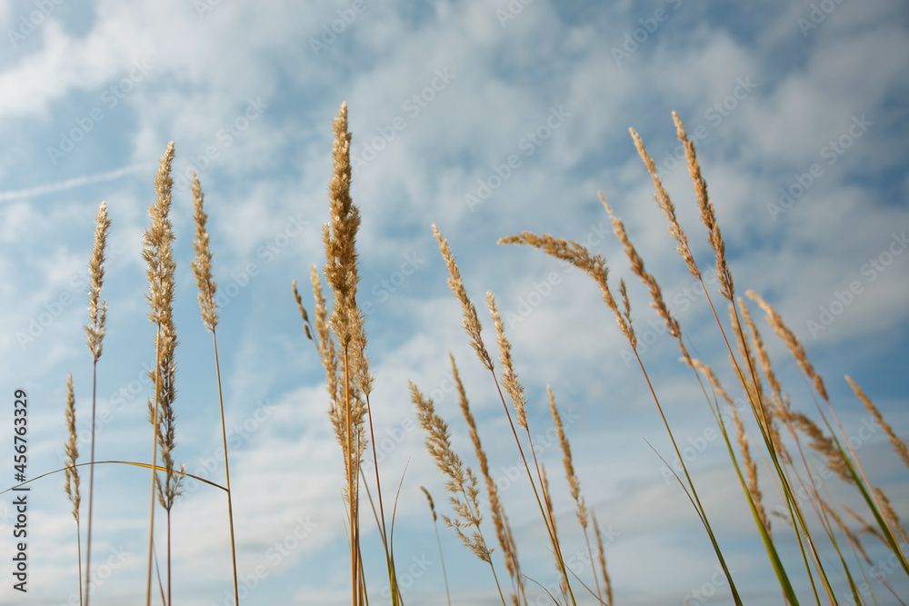 Fototapeta premium The ripe grass against the blue sky in the summer