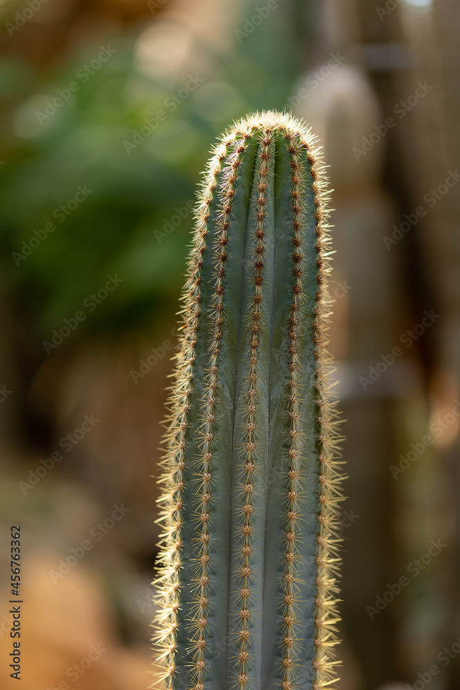 Fototapeta premium Beautiful cactus in a public park in Frankfurt, Hesse in Germany.