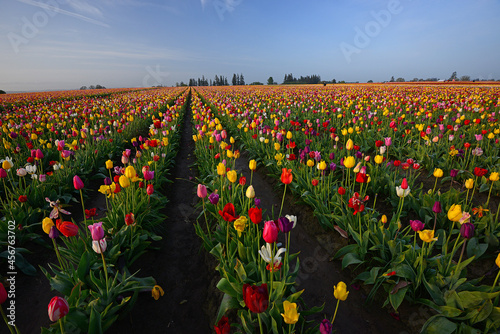 tulip flower