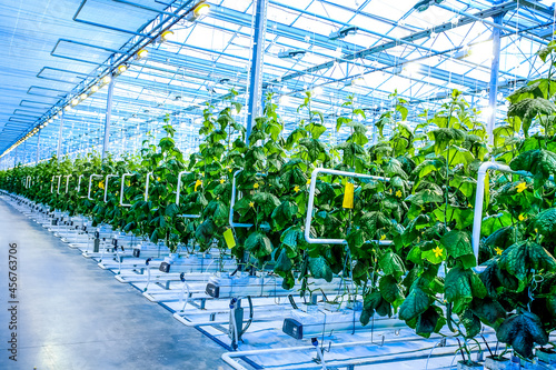 Green crop of cucumber in greenhouse agriculture factory