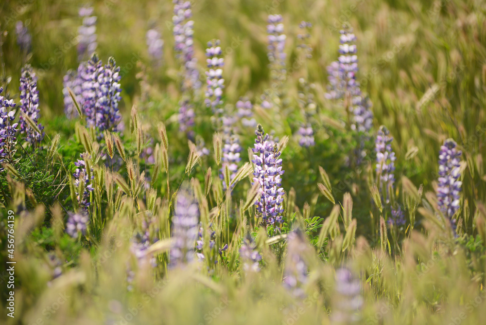 Fototapeta premium lupine flower