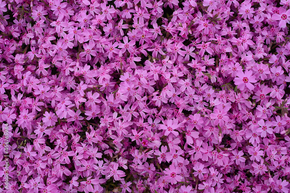 pink moss