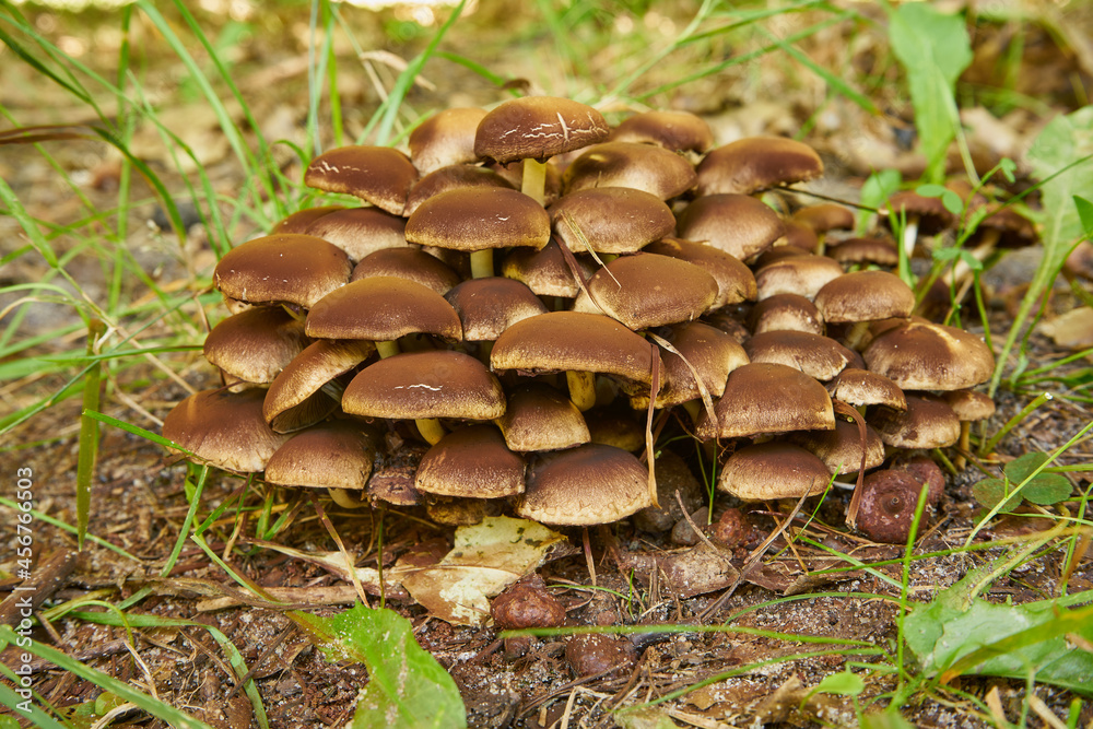 Fungus, Mushroom, Mushrooms in the forest, Edible mushrooms, Food Fungus, Mushroom, Mushrooms in the forest, Edible mushrooms, Food