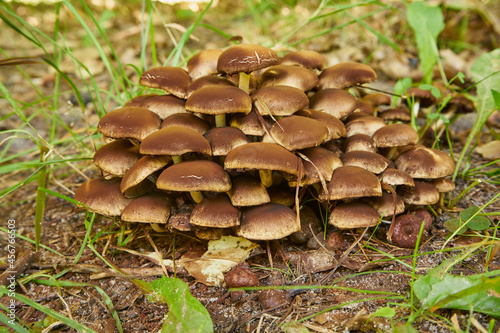 Fungus, Mushroom, Mushrooms in the forest, Edible mushrooms, Food