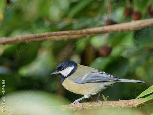 A Great Tit (Parus major) perched on a garden branch, in Wakefield, West Yorkshire.