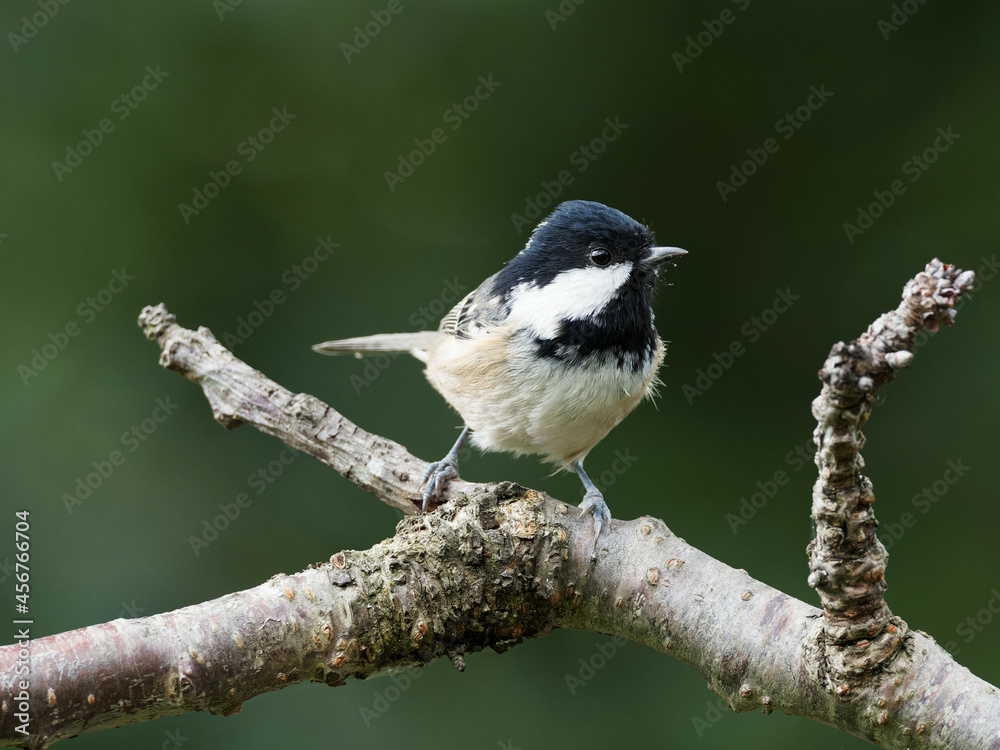 A Coal Tit (Periparus ater) perched on a garden branch, in Wakefield, West Yorkshire. A Coal Tit (Periparus ater) perched on a garden branch, in Wakefield, West Yorkshire.