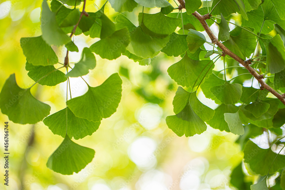 Outdoor Japanese ginkgo biloba leaves, Closeup. Outdoor Japanese ginkgo biloba leaves, Closeup.