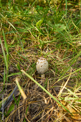 Shaggy mane, Coprinus comatus, Fungus, Mushroom, Mushrooms in the forest, Edible mushrooms, Food