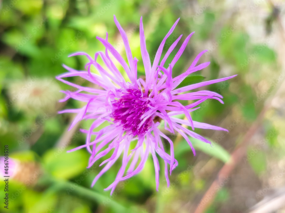 brown knapweed also brownray knapweed (in german Wiesen-Flockenblume also Gewöhnliche Flockenblume) Centaurea jacea brown knapweed also brownray knapweed (in german Wiesen-Flockenblume also Gewöhnliche Flockenblume) Centaurea jacea