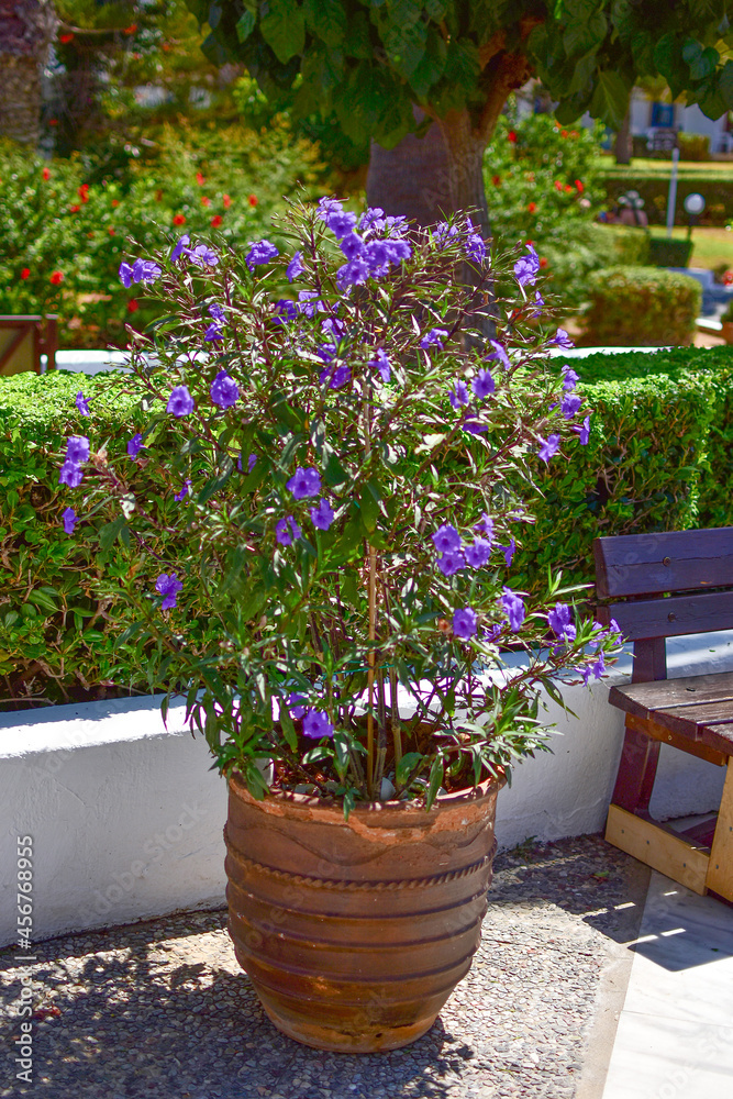 A large pot with a flowering bush on a sunny summer day.