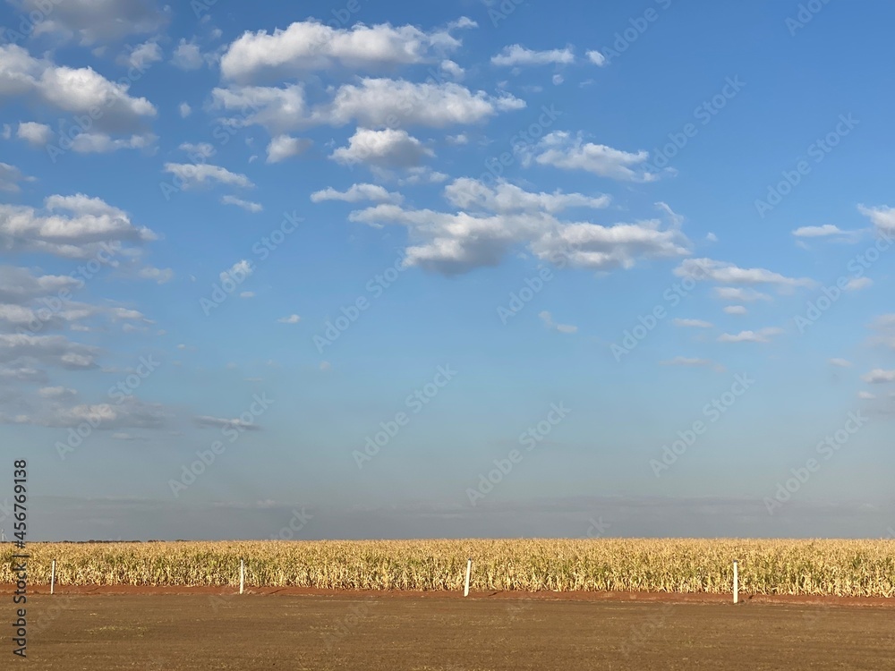 Obraz premium wheat field and blue sky