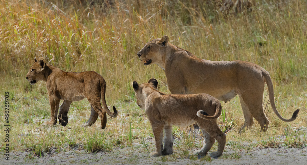 Naklejka premium Mother Lion Walking with Cubs