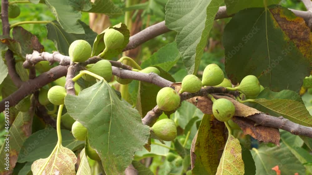 Common fig tree laden with many fruits swinging in soft wind. Common fig tree laden with many fruits swinging in soft wind.