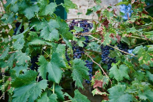 bunches of grapes with their green leaves