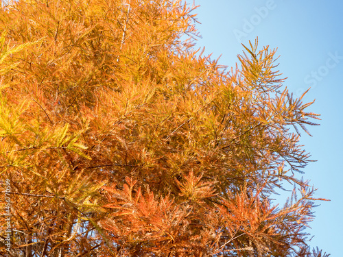 close up of autumn Bald Cypress tree (Taxodium distichum or Sothern cypress ) photo