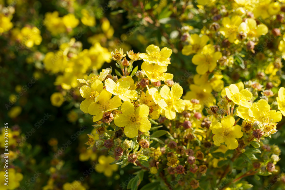 Floral background of small yellow flowers on bush in sun
