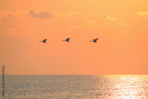 Swans flying over the sea at sunrise.
