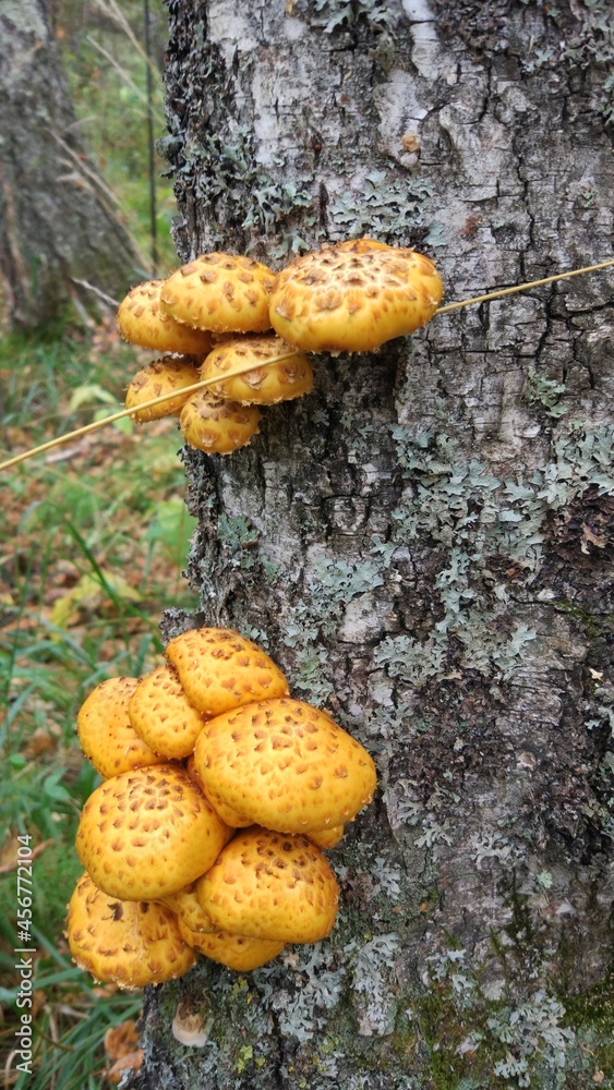 Autumn forest is the best place and time to collect mushrooms. Autumn forest is the best place and time to collect mushrooms.