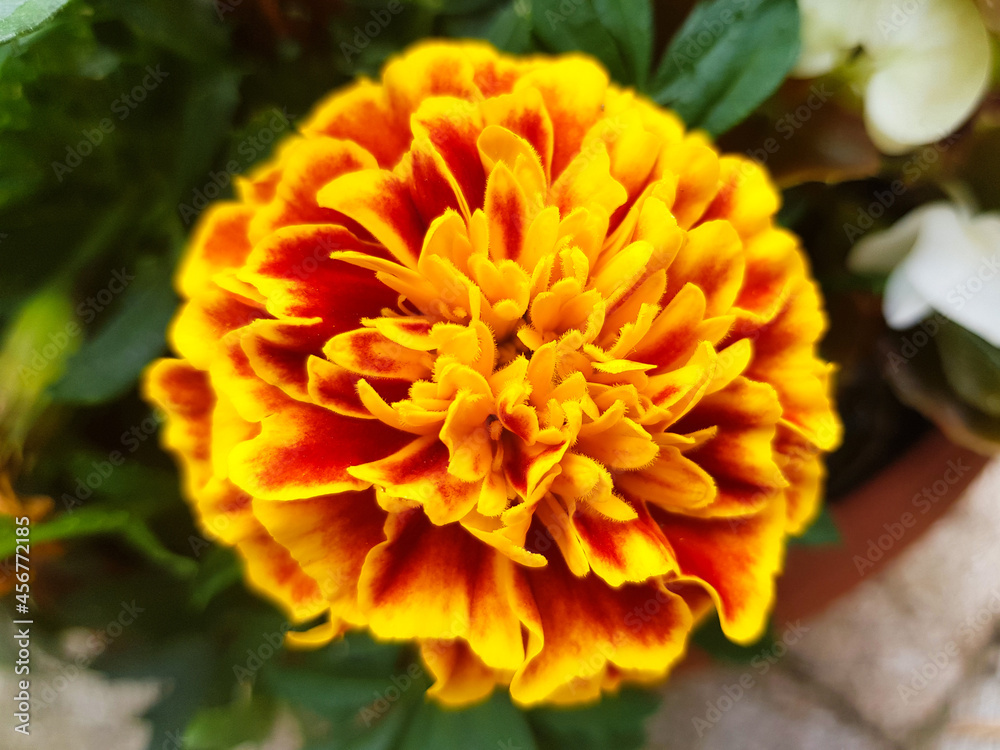 Fototapeta premium marigold (in german Studentenblume also Samtblume) Tagetes
