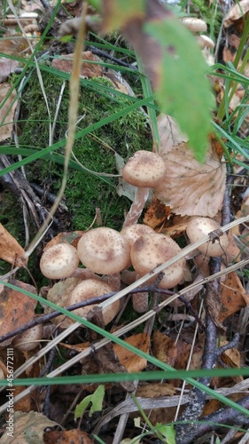 Autumn forest is the best place and time to collect mushrooms.