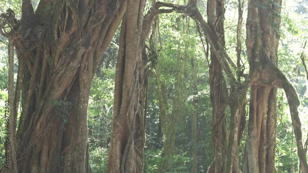 Peaceful Green Botanic Garden Open Space Landscape Park Trees Remnant Tropical Forest in Bali Indonesia Peaceful Green Botanic Garden Open Space Landscape Park Trees Remnant Tropical Forest in Bali Indonesia