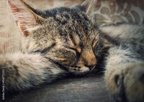 Sleeping cat close-up portrait. Cute brown striped kitten take a nap. Lovely and lazy tomcat resting, lay with closed eyes