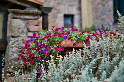 set of coloured flowers and plants in Tuscany