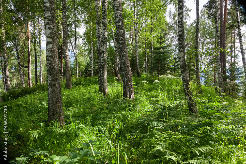 Fototapeta premium Birch trees in the forest. Nature green backgrounds with forest trees.