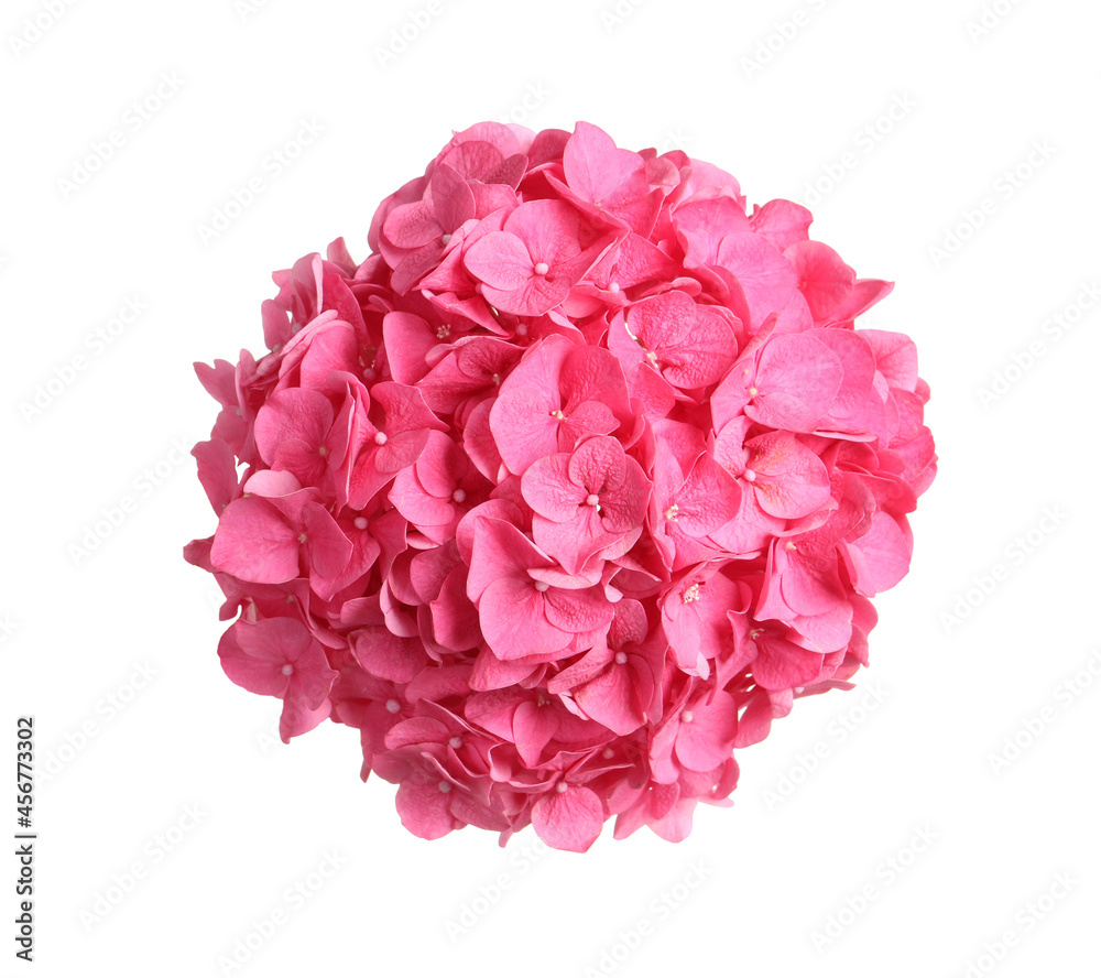 Delicate pink hortensia flowers on white background, top view