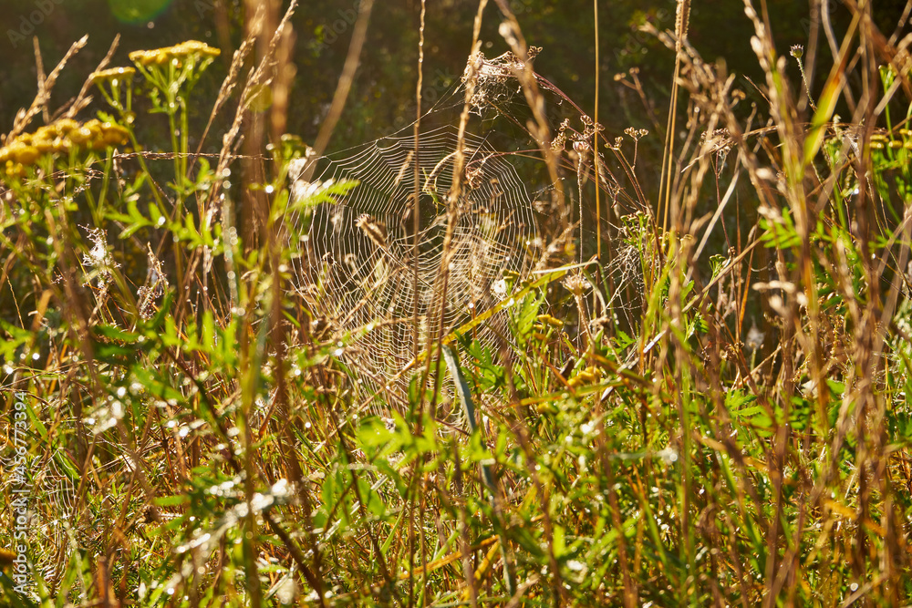 meadow, grass, tall grass, dry grass, cobweb meadow, grass, tall grass, dry grass, cobweb