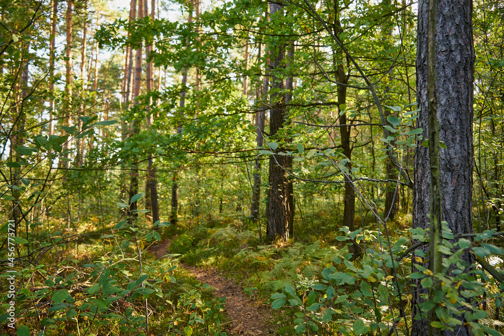 sunny summer forest road, forest, trees, road,path,forest path sunny summer forest road, forest, trees, road,path,forest path