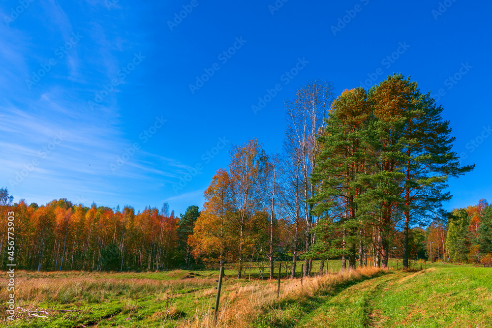 Autumn landscape with blue sky and sunshine in Sweden