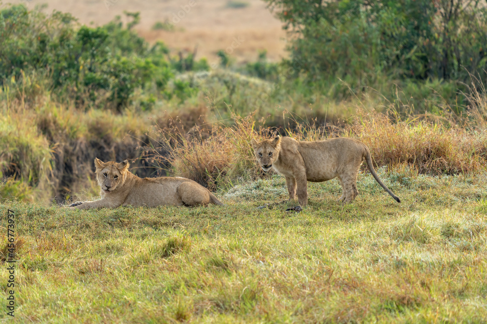 Big lion lying on savannah grass. Landscape with characteristic trees on the plain and hills in the background