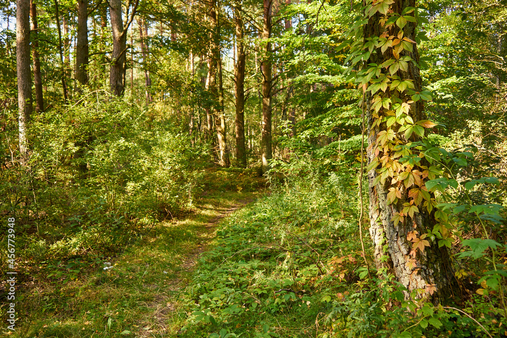 sunny summer forest road, forest, trees, road,path,forest path sunny summer forest road, forest, trees, road,path,forest path