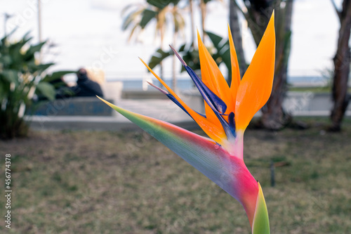 Tropical flower of palm trees