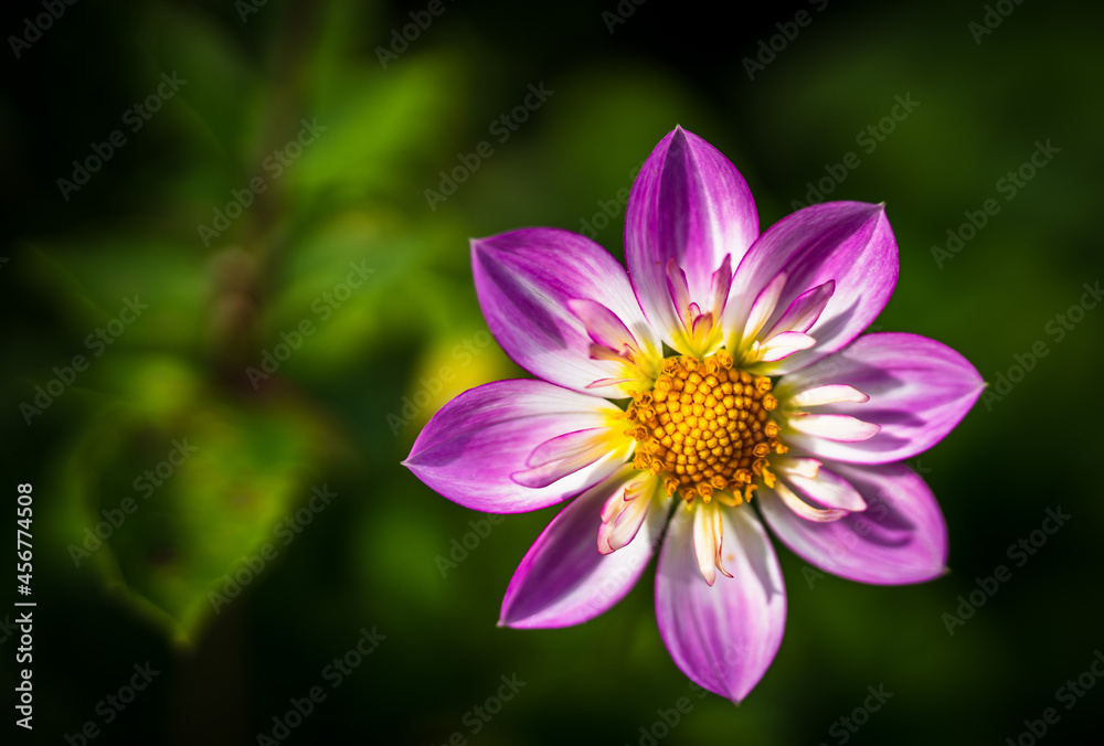 Nahaufnahme einer Blüte. Nahaufnahme einer Blüte.