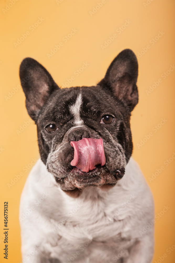 French bulldog with tongue out isolated on a yellow background
