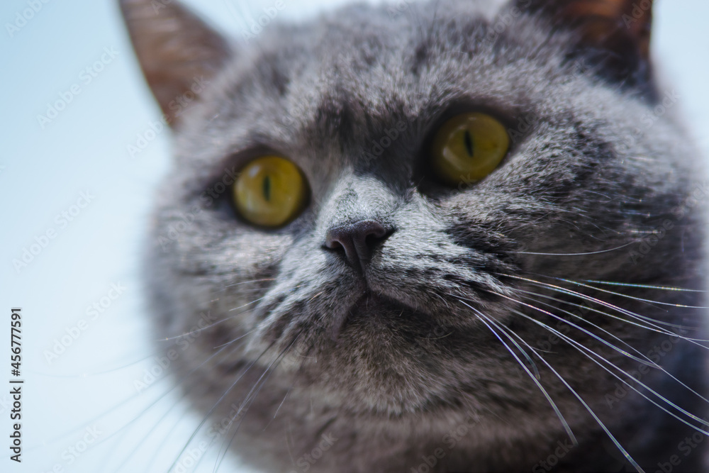Portrait of a beautiful British Shorthair cat