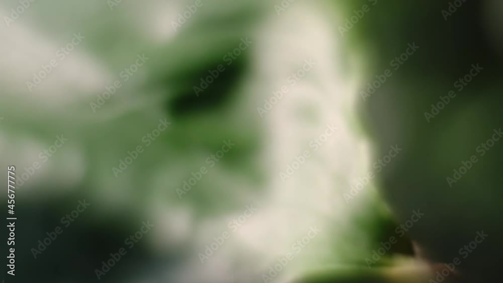 Close-up of leaf texture: the camera moves along the plant. High quality 4k footage Close-up of leaf texture: the camera moves along the plant. High quality 4k footage