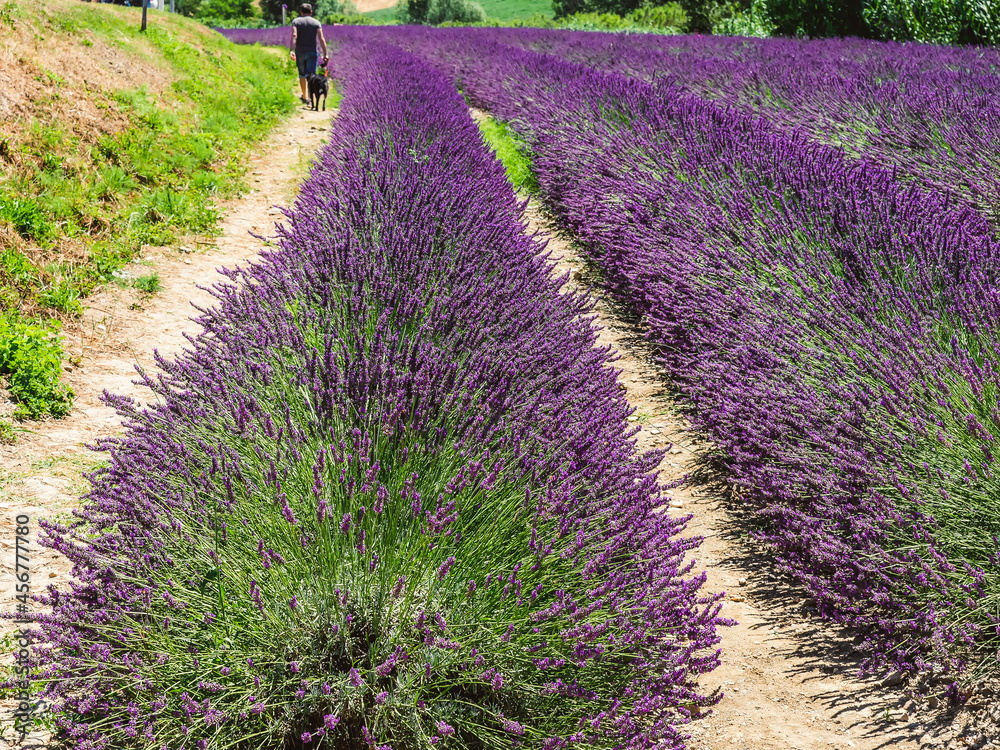 Φωτογραφία Lavender growing in rows in the Tuscan countryside near Santa Luce, Pisa, Italy