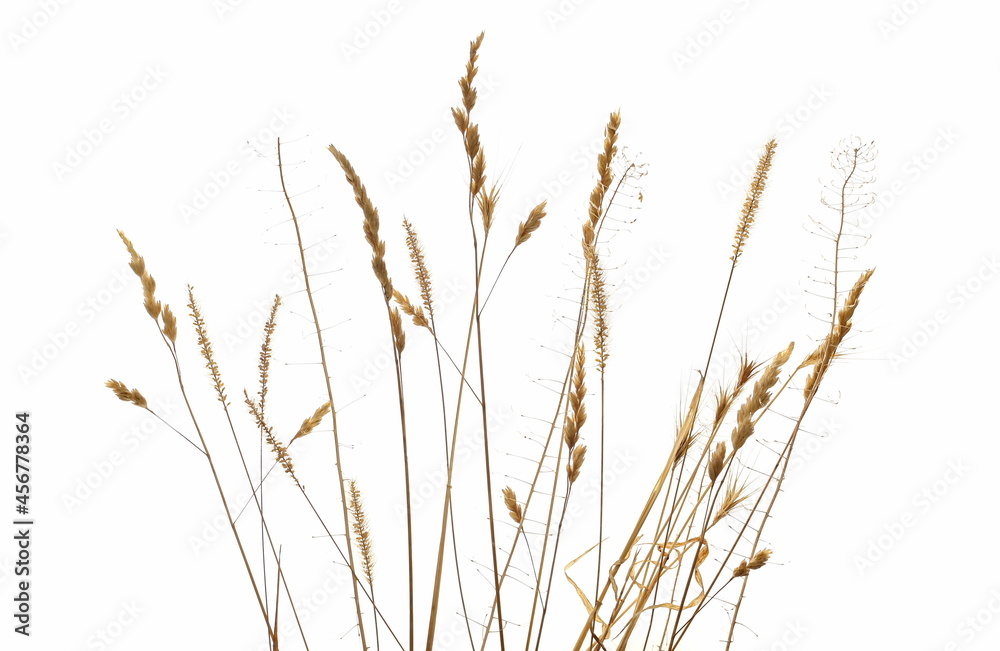 Dry, yellow grass with seeds isolated on white background and texture, clipping path Dry, yellow grass with seeds isolated on white background and texture, clipping path