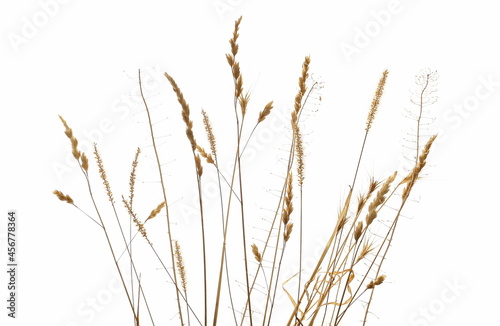 Dry, yellow grass with seeds isolated on white background and texture, clipping path