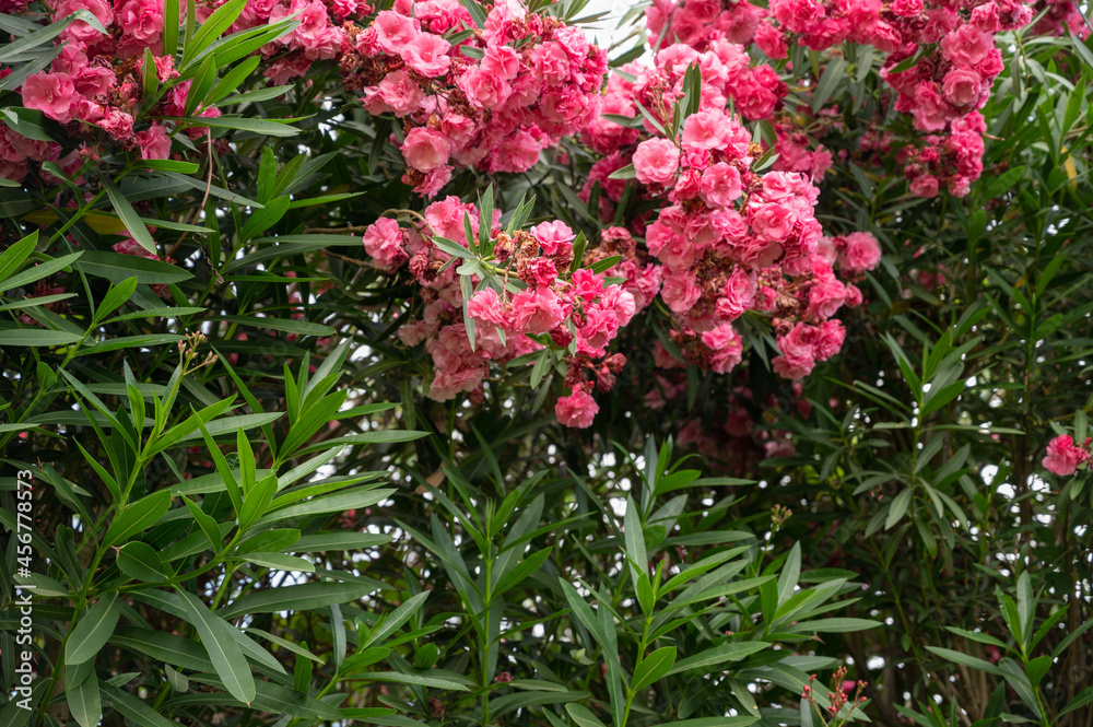 flowers of false spirea, Astilbe arendsii,