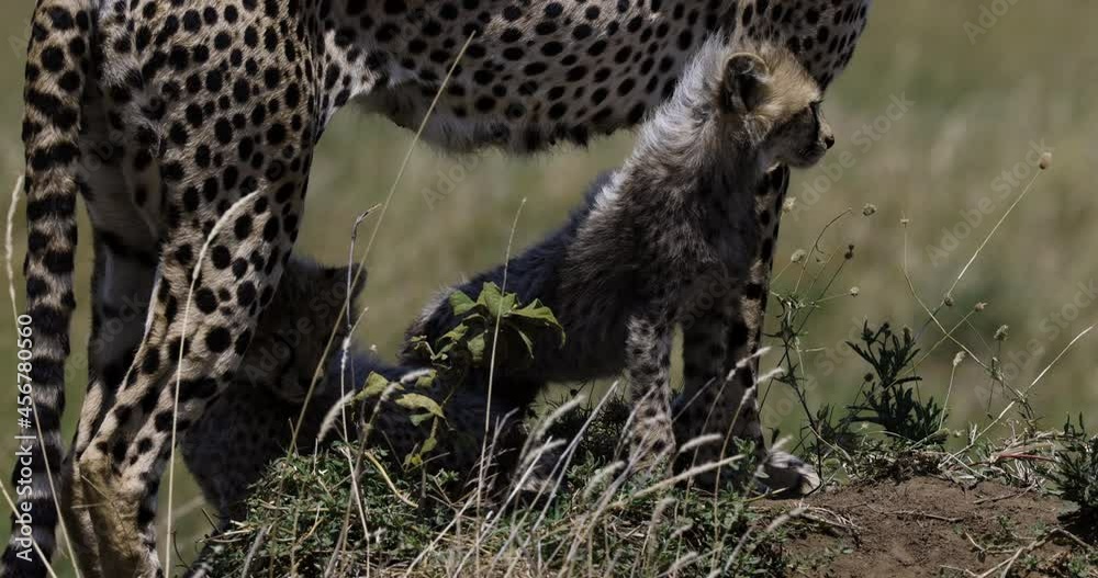 Close-up front view of two cute young cheetah cubs standing under their mother's legs on a termite mound in African savannah grasslands Close-up front view of two cute young cheetah cubs standing under their mother's legs on a termite mound in African savannah grasslands
